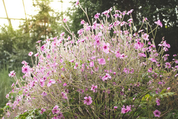 Obraz premium beautiful blossom flowers