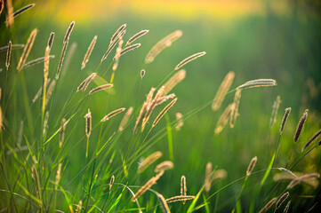 grass and sun