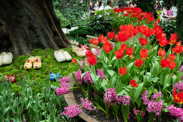 Tulips blossom in garden