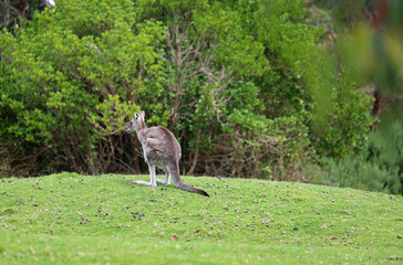 Gray Kangaroo - Victoria, Australia