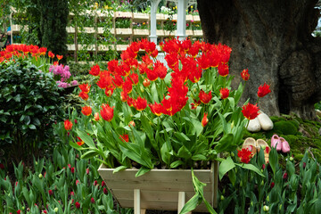 Tulips blossom in garden