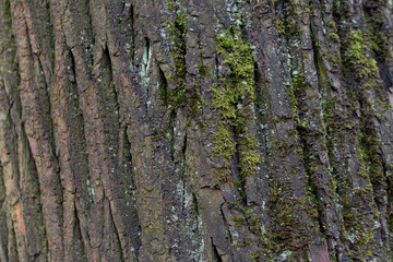 Natural texture of tree bark. Old tree trunk close-up. Natural wood background with bark patterns.