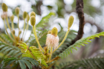 spring buds of willow