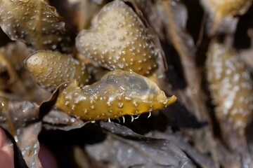 Gel filling of a reproduction body of a spiral wrack seaweed, Fucus spiralis.