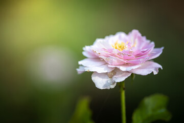 Roses in the garden