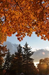Fototapeta na wymiar Skyful of Bright Orange Leaves