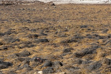 Intertidal flat covered by seaweed in Brittany