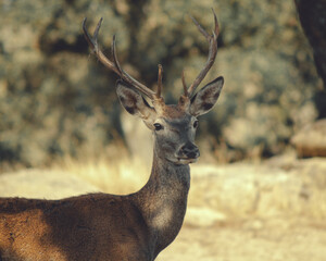 deer bellowing in the wild bush
