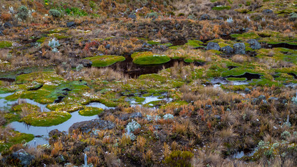 Colorful plants and flowers in Los nevados national natural park in Colombia