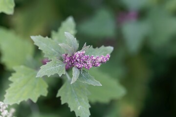 Flowers of a tree spinach, Chenopodium giganteum