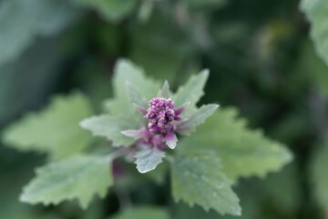 Flowers of a tree spinach, Chenopodium giganteum
