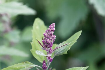Flowers of a tree spinach, Chenopodium giganteum