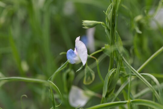 Flower of a grass pea, Lathyrus sativus