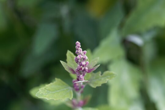 Flowers of a tree spinach, Chenopodium giganteum