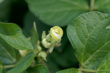 Flower of a mung bean, Vigna radiata