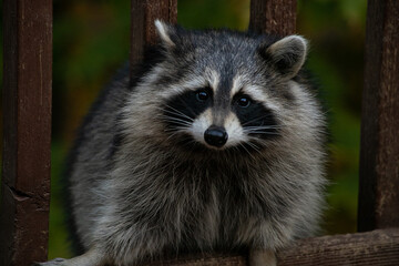Raccoon on a wooden deck
