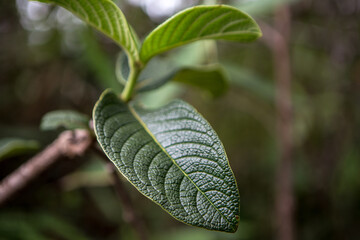 close up of a leaf