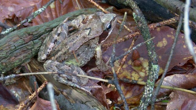 frosch, wald, waldboden, feucht, froschschenkel, augen, sitzen, kr&ouml;te, flusskr&ouml;te, flu&szlig;kr&ouml;te, ast, ge&auml;st, blatt, amphibie, tier, fr&ouml;sche, natur, wild lebende tiere, green, braun, makro, wasser, gras, 