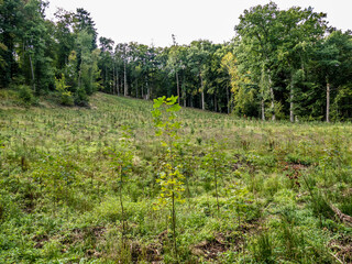 Fototapeta premium Wiederaufforstung durch Neuanpflanzung im Mischwald