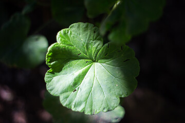 close up of leaves