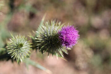 Stinging nettle flower