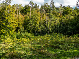 Fototapeta na wymiar Wiederaufforstung durch Neuanpflanzung im Mischwald