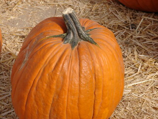 orange pumpkin, harvested from the pumpkin patch