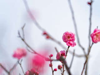 Fototapeta na wymiar ピンクの梅の花 