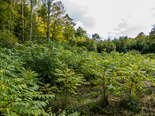Wiederaufforstung durch Neuanpflanzung im Mischwald