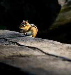 chipmunk