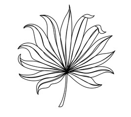 Tropical leaf isolated on white background in a hand drawn linear style.