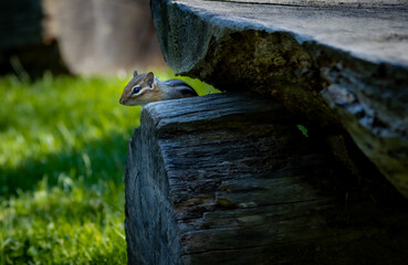 chipmunk 