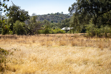 Obraz premium landscape with trees and old house