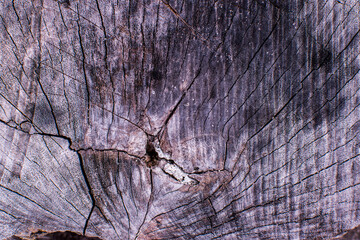 Grey background created from tree stump cracked surface. Suitable to be used to background and textures.