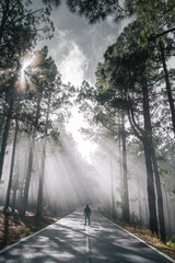 path in the forest with sun rays 