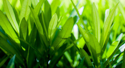 Green nature of green leaf on blurred greenery background in garden. Sunlight for natural and freshness wallpaper concept.