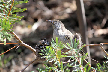 Little Wattlebird fledgling (Anthochaera chrysoptera) perched in Banksia , South Australia