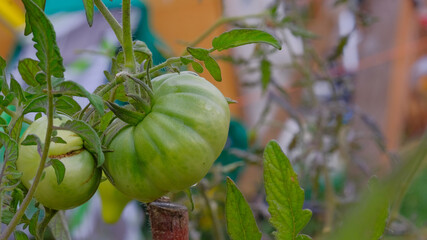 Gros plan de tomates vertes