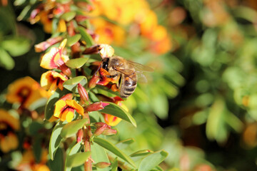 Western Honey Bee (Apis mellifera) collecting nectar egg and bacon plant flower, South Australia