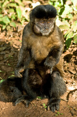 Fototapeta premium Macaco prego