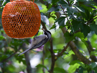 Black-capped Chickadee Bird with Peanut in Beak Hanging Upside Down on Bird Feeder