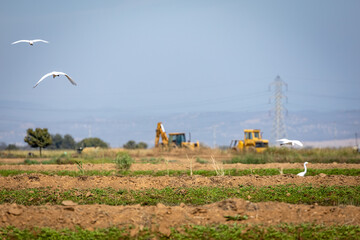 agriculture field landscape
