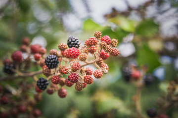 blackberries on a bramble bush