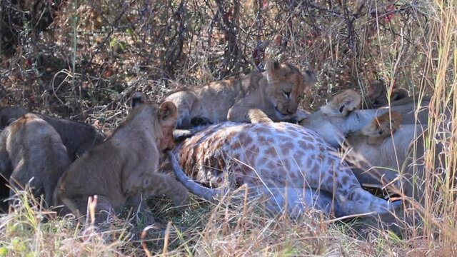 Lion cubs attempt to eat a giraffe killed by their mother. Their teeth are not strong enough to break the skin.