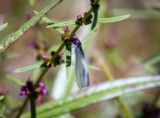 butterfly on a flower