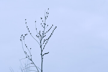 Obraz premium Flock of Common Starlings perched at top of a dead tree