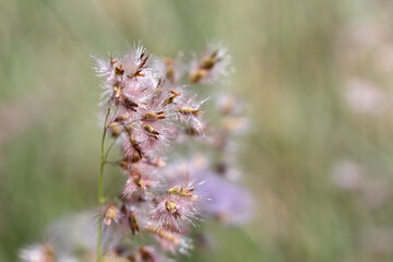 Fluffy flowers in the breeze