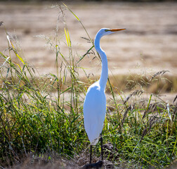 great white heron in the wetlands