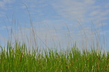 grass and sky