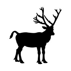 Pere Davids Deer (Elaphurus davidianus) Standing On a Side View Silhouette Found In Map Of Asia. Good To Use For Element Print Book, Animal Book and Animal Content